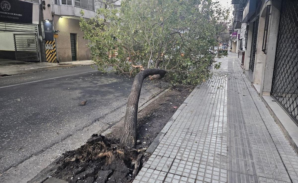 FOTO: El árbol bloqueaba una de las manos de calle Santa Fe. 