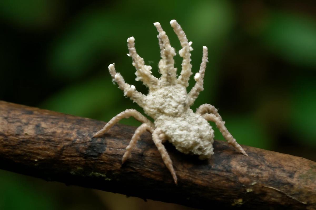 Araña que se disfraza de hongo parásito