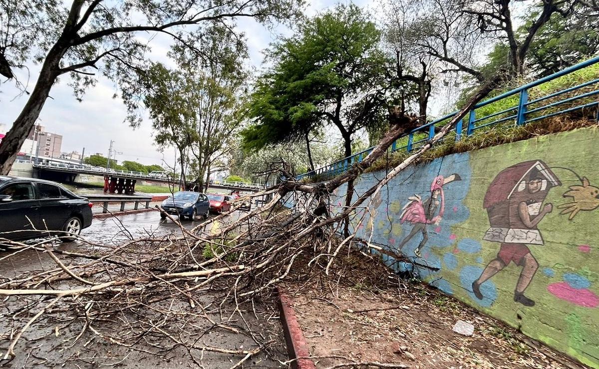 FOTO: Un árbol cayó y dañó a un auto en la Costanera. (Foto: Lucía González/Cadena 3)