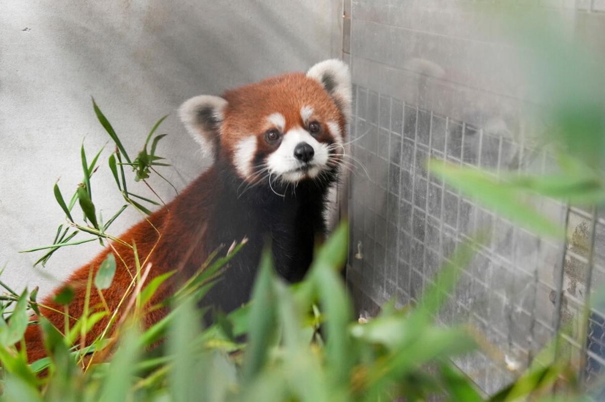 Zoológico de Taiwán recibe pandas rojos de China, los primeros en más de una década