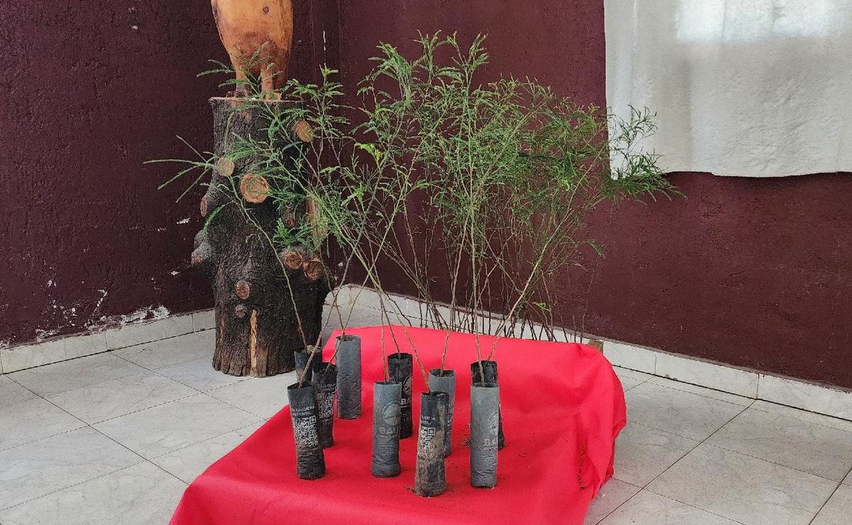 FOTO: Segunda edición de La Argentina Reforesta en Yacanto de Calamuchita.