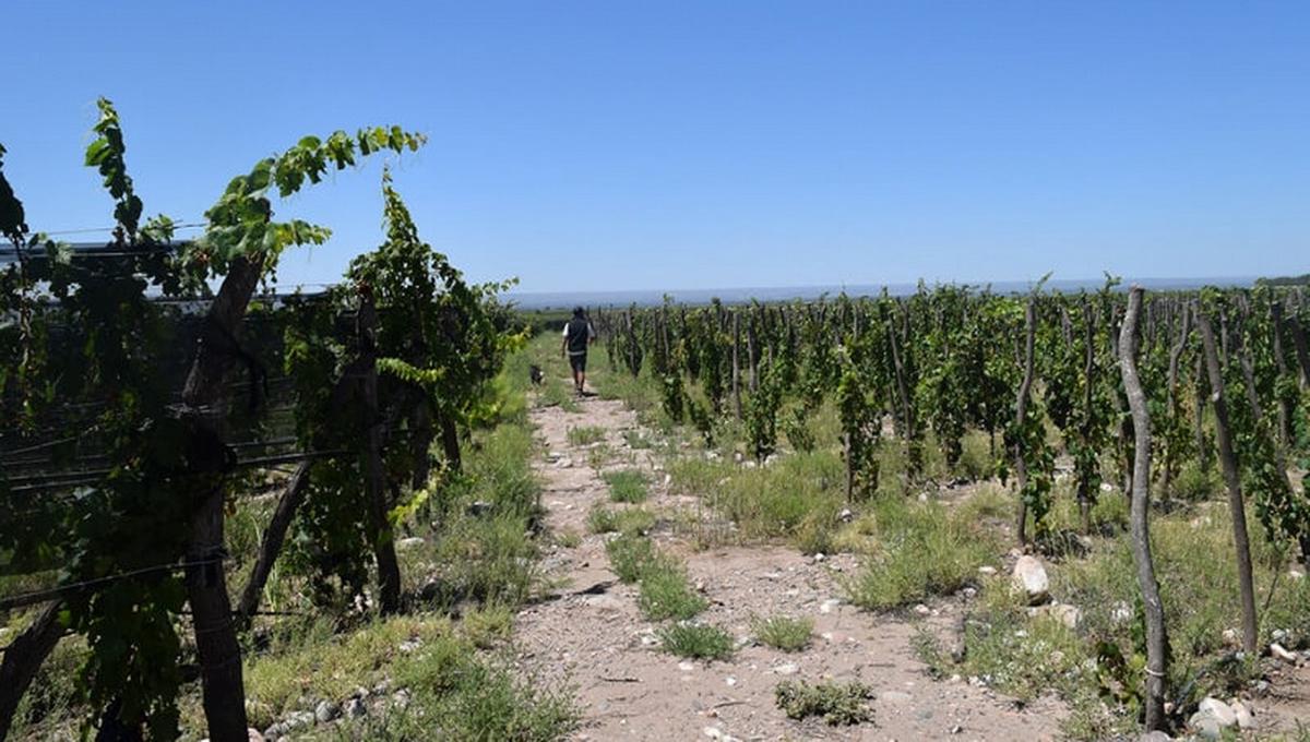 La tradicional fiesta mendocina enfrenta alertas de tormenta 