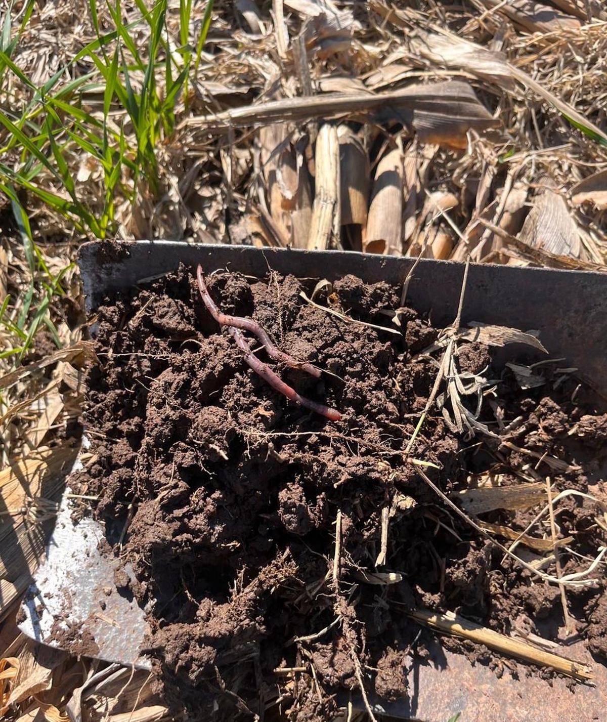 Rindes récord de trigo en San Luis 