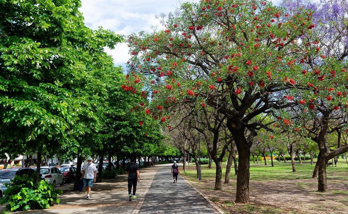 La norma reconoce al arbolado como patrimonio natural y cultural