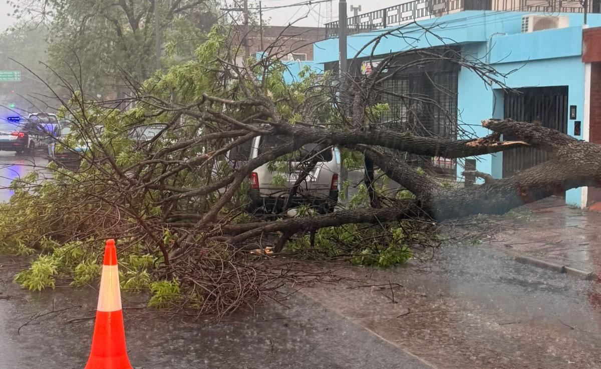 Tormenta en Rosario: un árbol cayó sobre un vehículo en Arijón y Oroño.