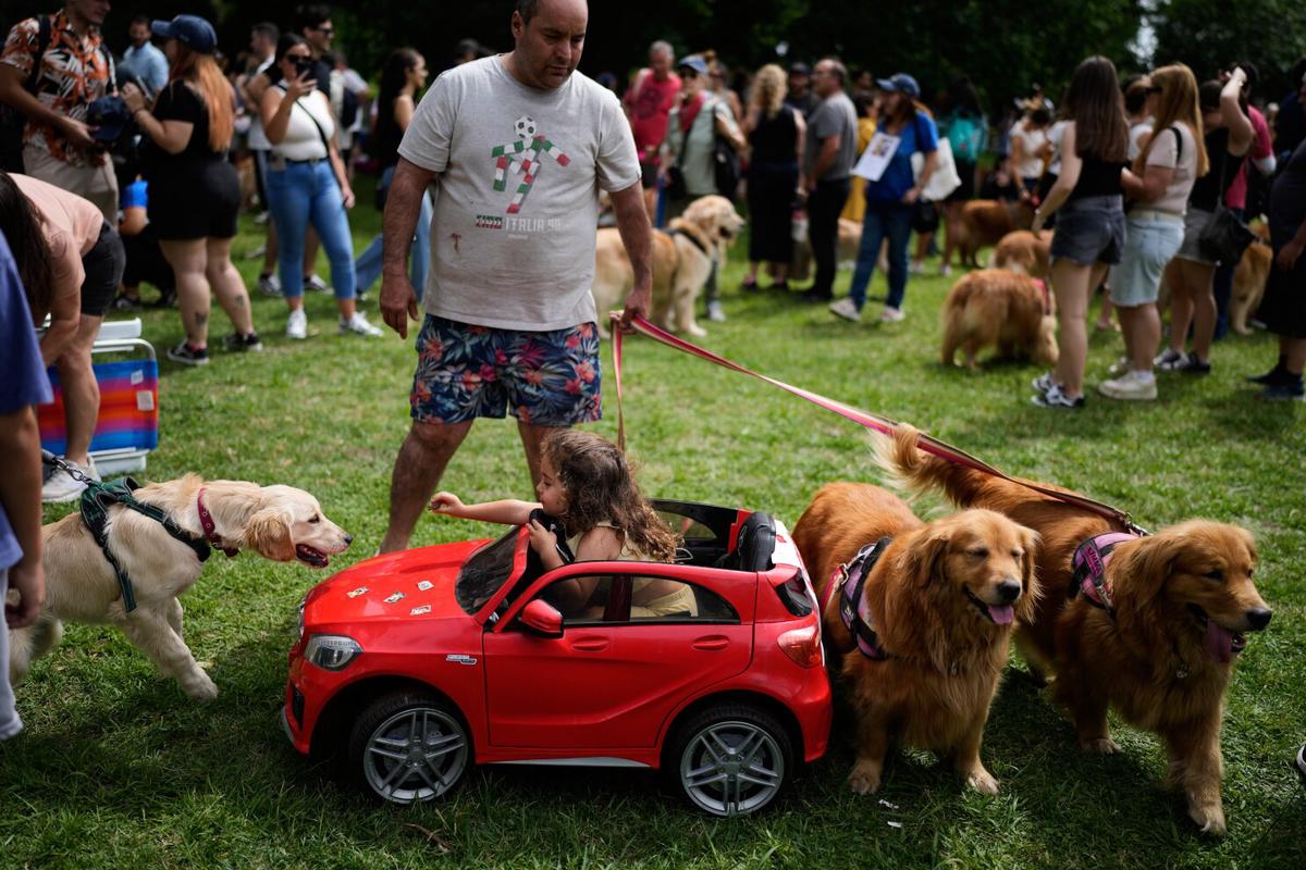 Una sinfonía de ladridos: Casi 2.400 golden retrievers se reúnen en un parque de Argentina