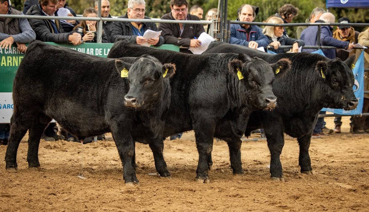 FOTO: La mitad más varios. El rodeo Angus es la raza mayoritaria de Argentina.  