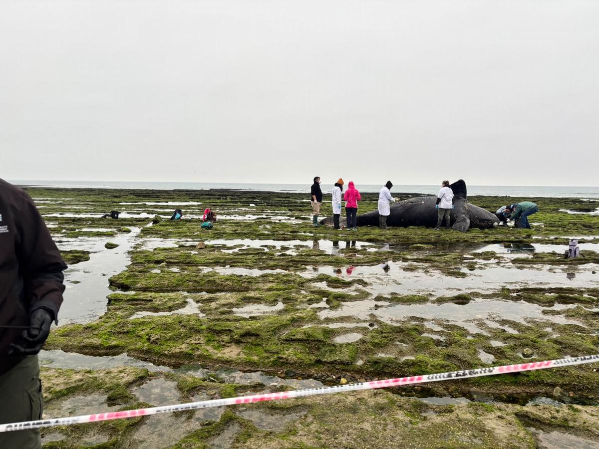 Operativo sanitario por la muerte de una ballena en Río Negro.