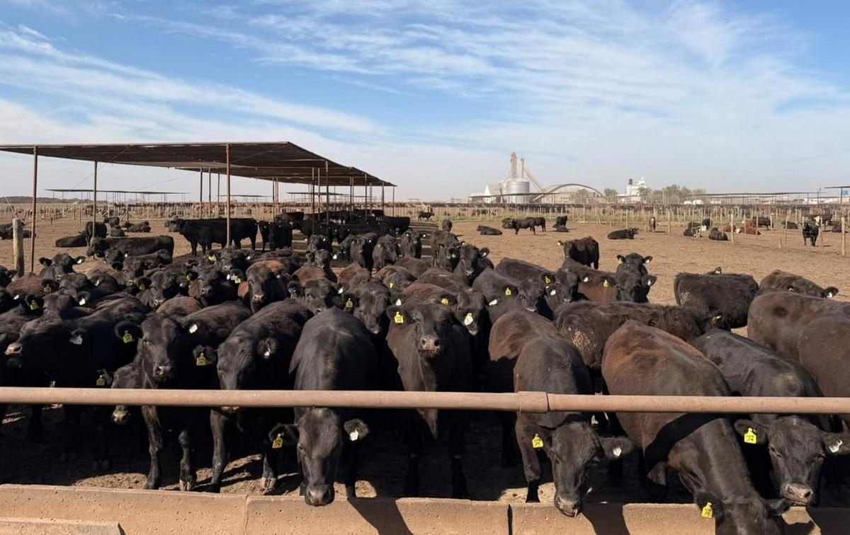 ACA celebra la obtención de esta importante certificación en Bienestar Animal