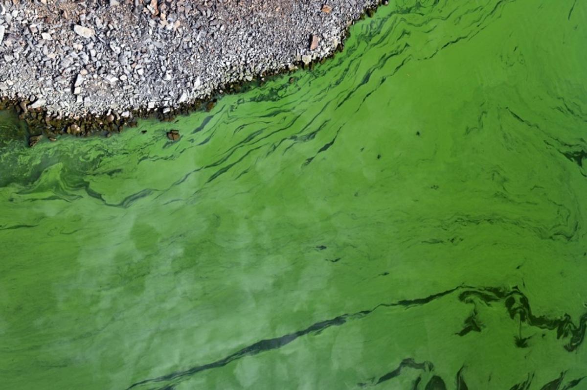 Cianobacterias activan alerta naranja en 17 municipios de Buenos Aires por contaminación del agua