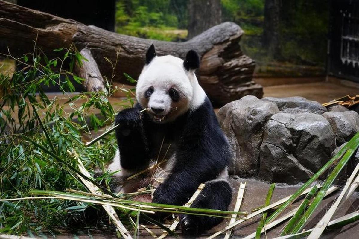 La panda gigante Lei Lei. Foto: Agencia NA (Xinhua/Jia Haocheng)