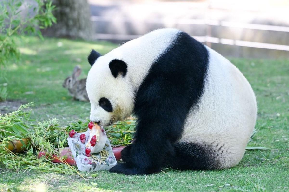 Un oso panda se refresca con un helado en el Zoo Aquarium de Madrid.