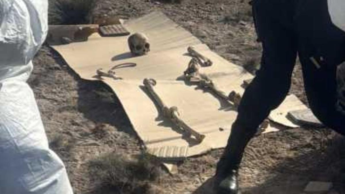 Hallan 125 huesos en Puerto Madryn: análisis revelan su antigüedad y origen