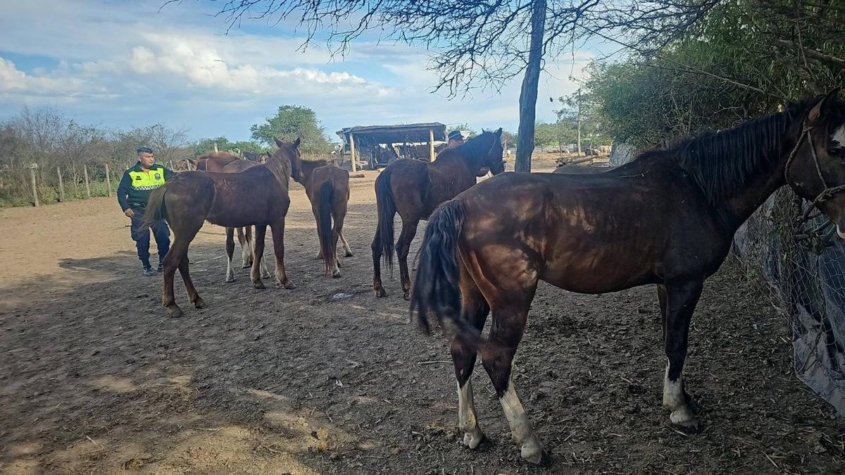 La fundación Matías denuncia el aumento del robo de caballos