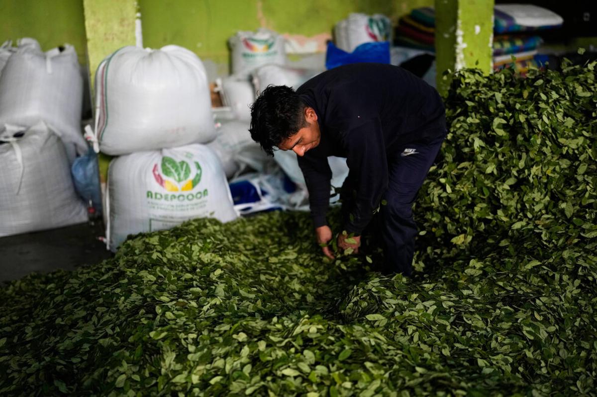 Aumenta un 7% los cultivos de coca en Bolivia en 2025, según la UNODC