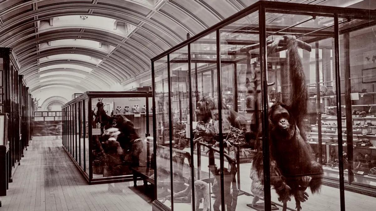 Una imagen de comienzos del siglo pasado de la galería del Museo de Historia Natural de Londres que lleva cerrada más de 80 años.