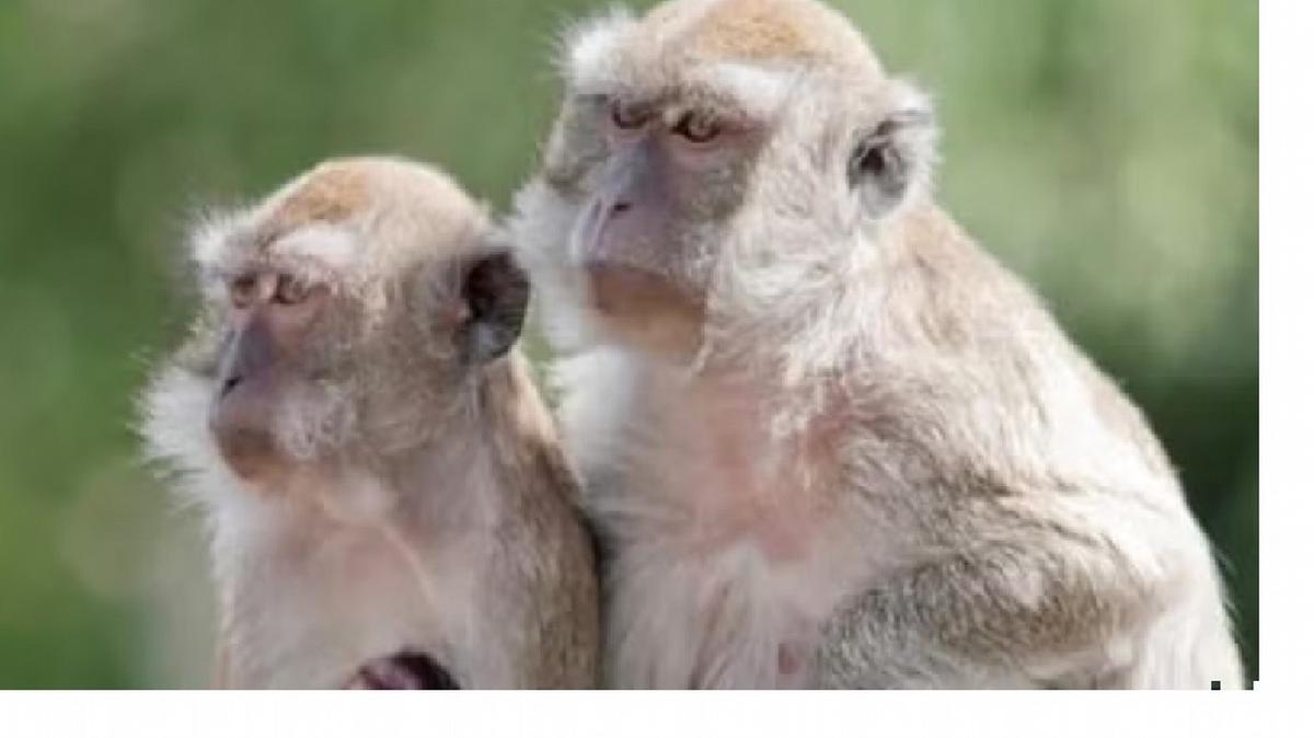 FOTO: Monos rhesus, utilizados en laboratorios.