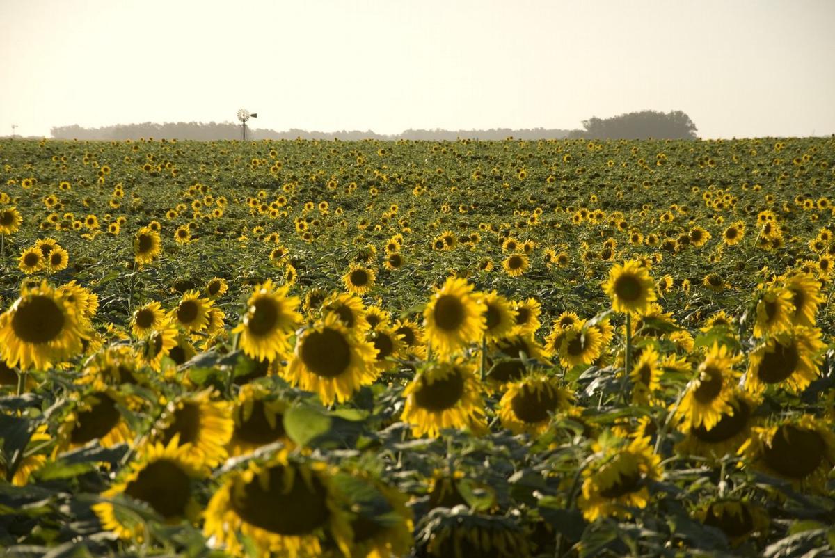 Un cultivo que viene creciendo en calidad y superficie en el país.