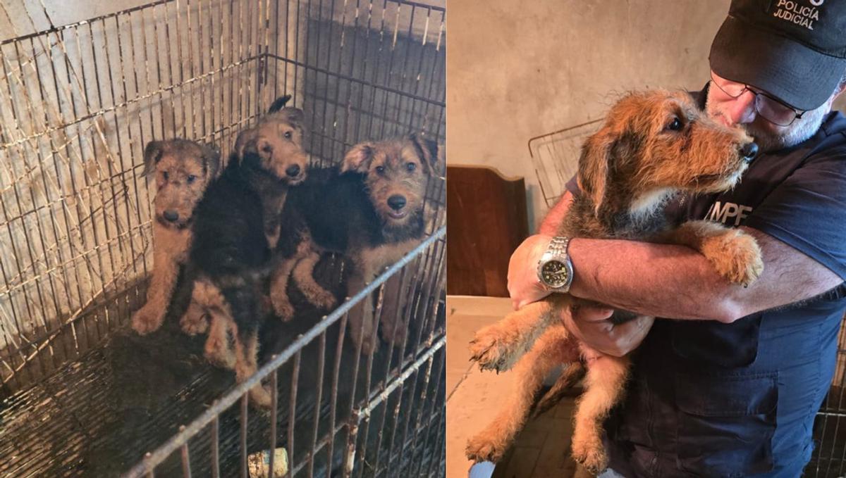 Maltrato animal: más de 20 perros fueron rescatados de un criadero ilegal