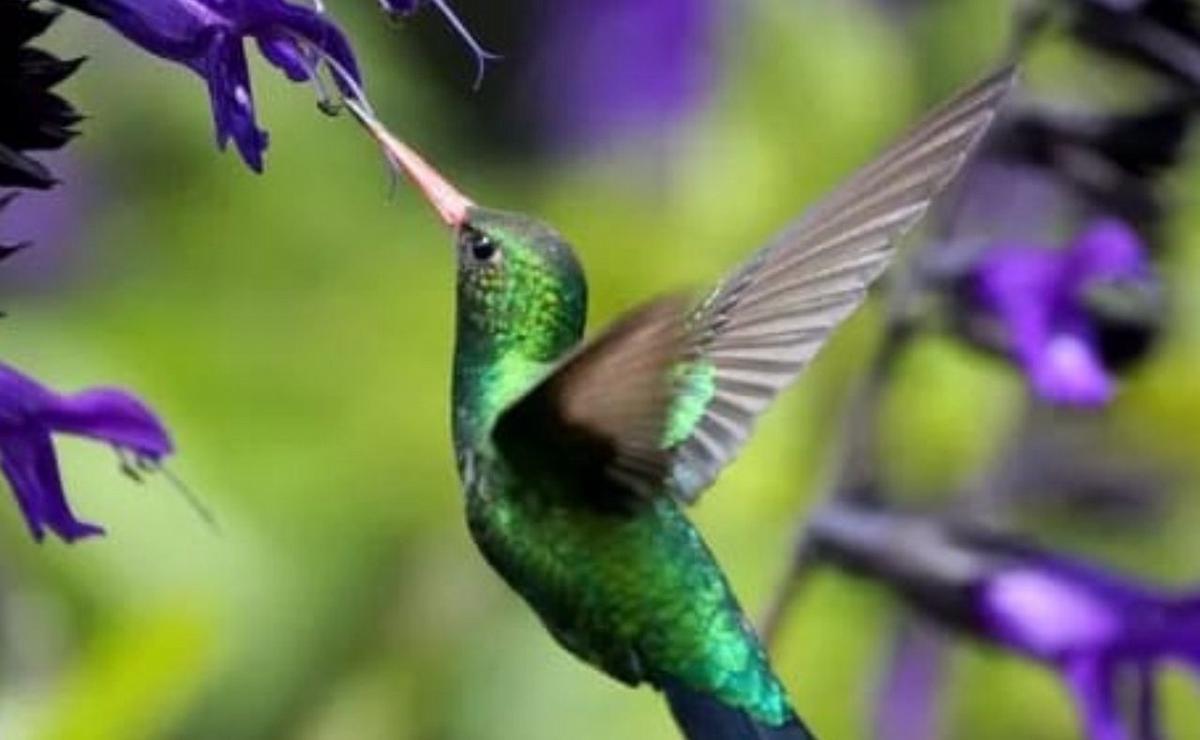 Los colibríes se sienten atraidos por esta planta.