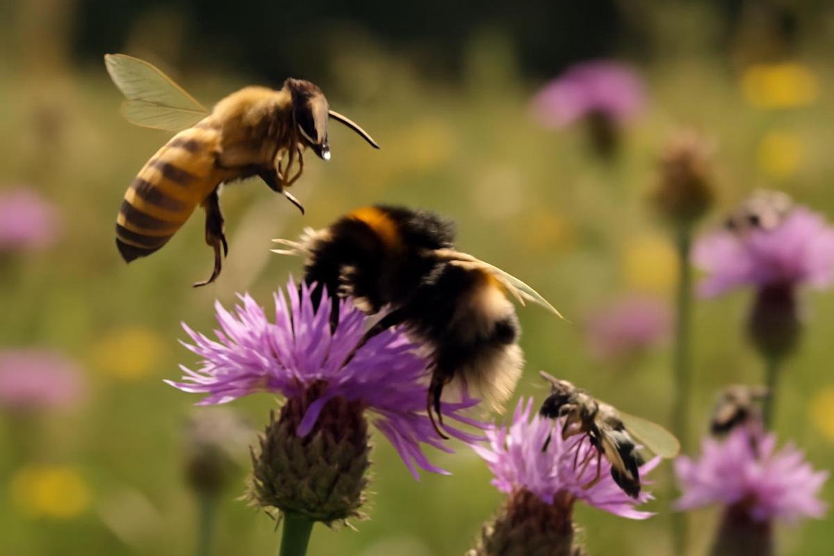 Las abejas melíferas desplazan a otros polinizadores