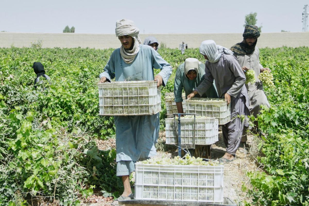 Una abundante cosecha de uvas en Kandahar se amarga por cierres fronterizos con Pakistán