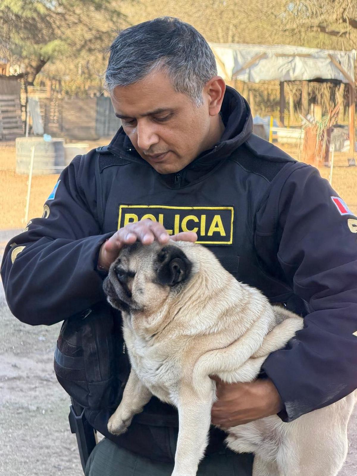 Un operativo revela el horror de dos criaderos en Córdoba y Toledo