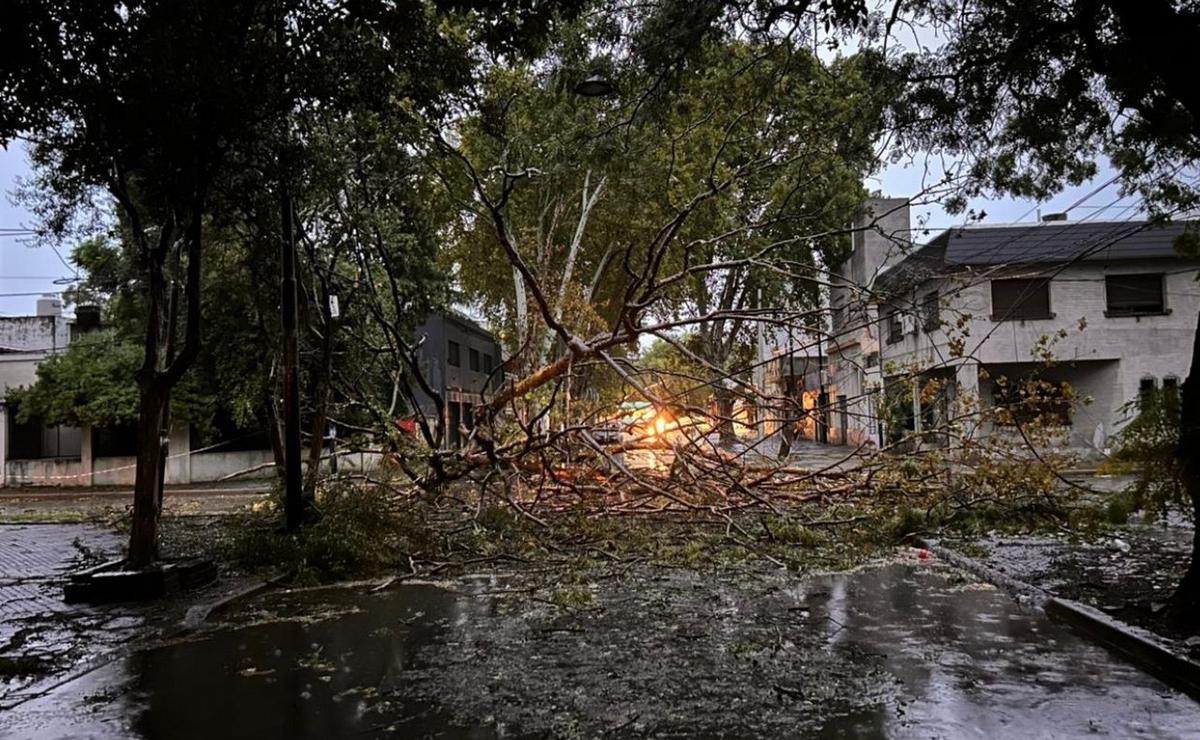 Árbol caído en el medio de la calle.