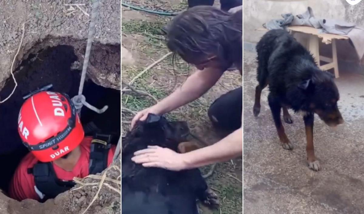 FOTO: La secuencia del emocionante salvataje del perro atrapado en un pozo ciego. 