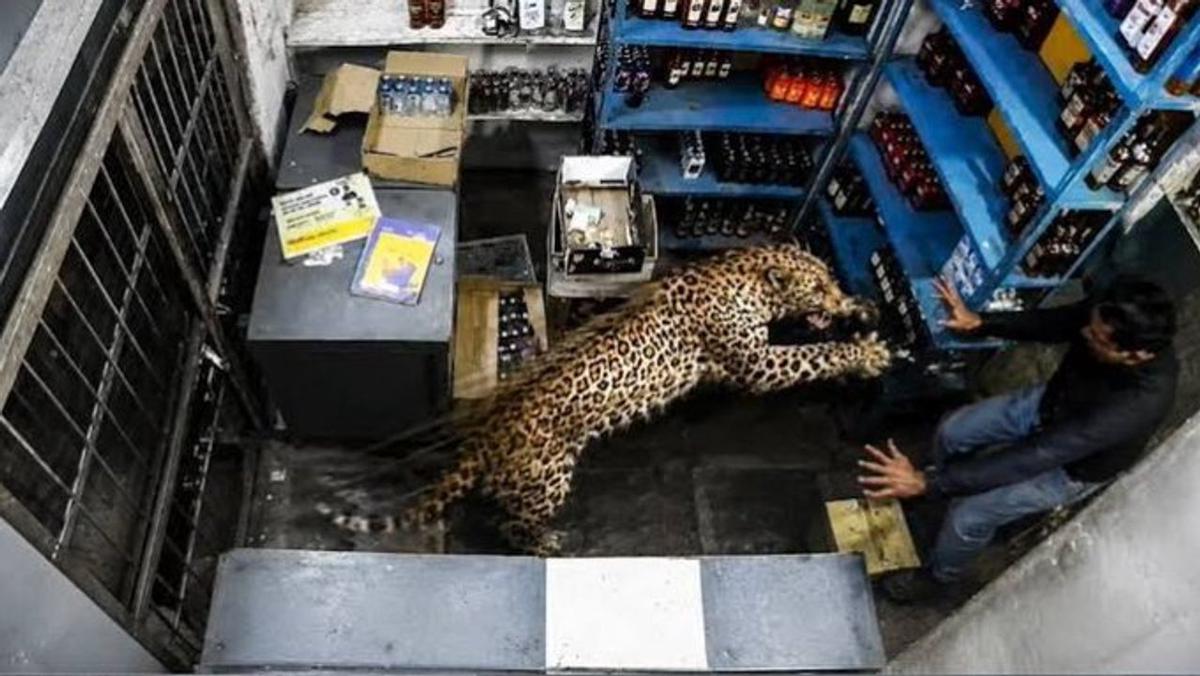 El impactante momento en que un leopardo entra a una licorería y ataca a un empleado.