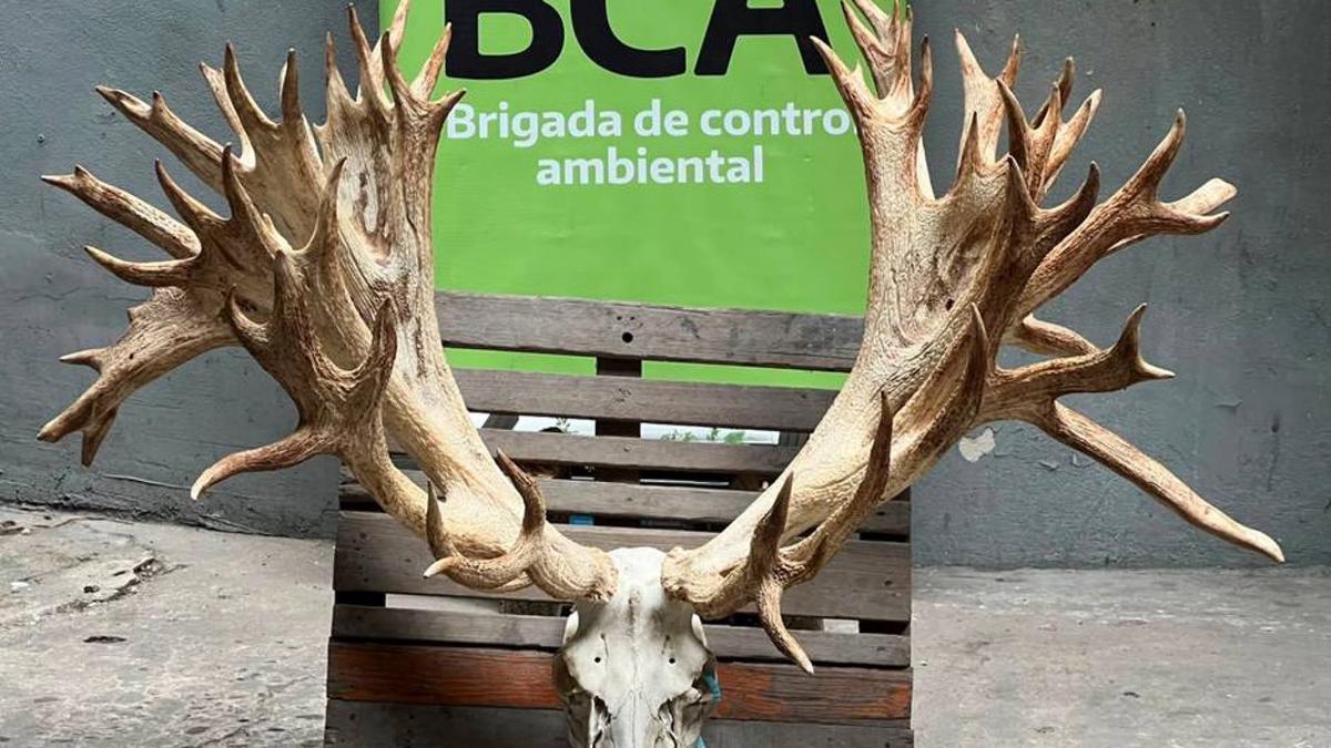 Cazador paga US$40.000 por ciervo en coto ilegal de Entre Ríos y hallan trofeos