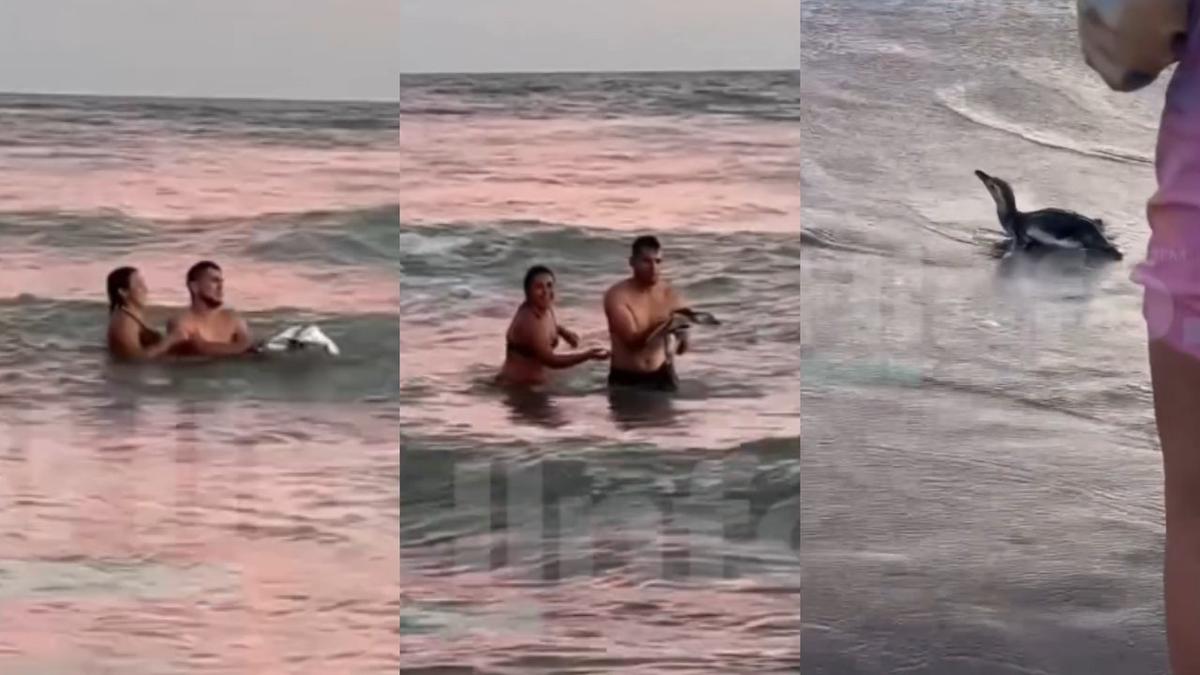 Indignación en Monte Hermoso por turistas que sacaron un pingüino del mar