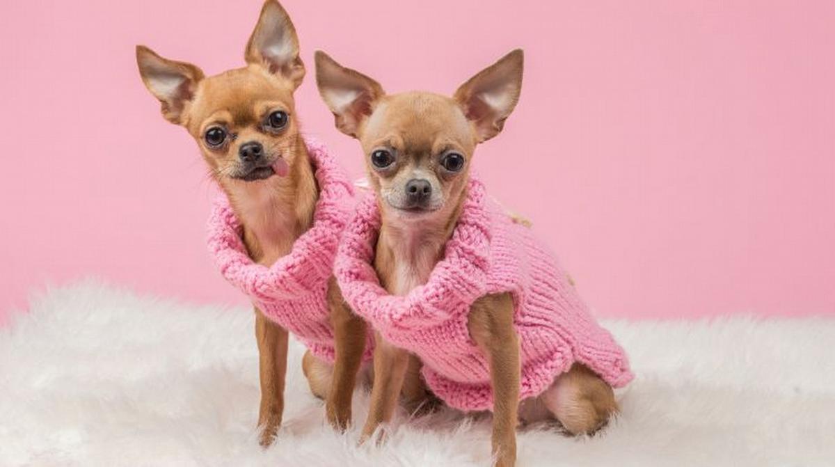 Animales humanizados.