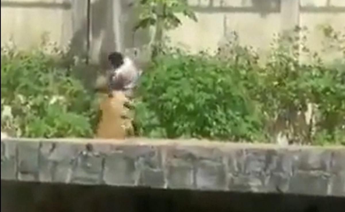 Un joven murió tras ingresar al recinto de una leona en un zoológico de Brasil.