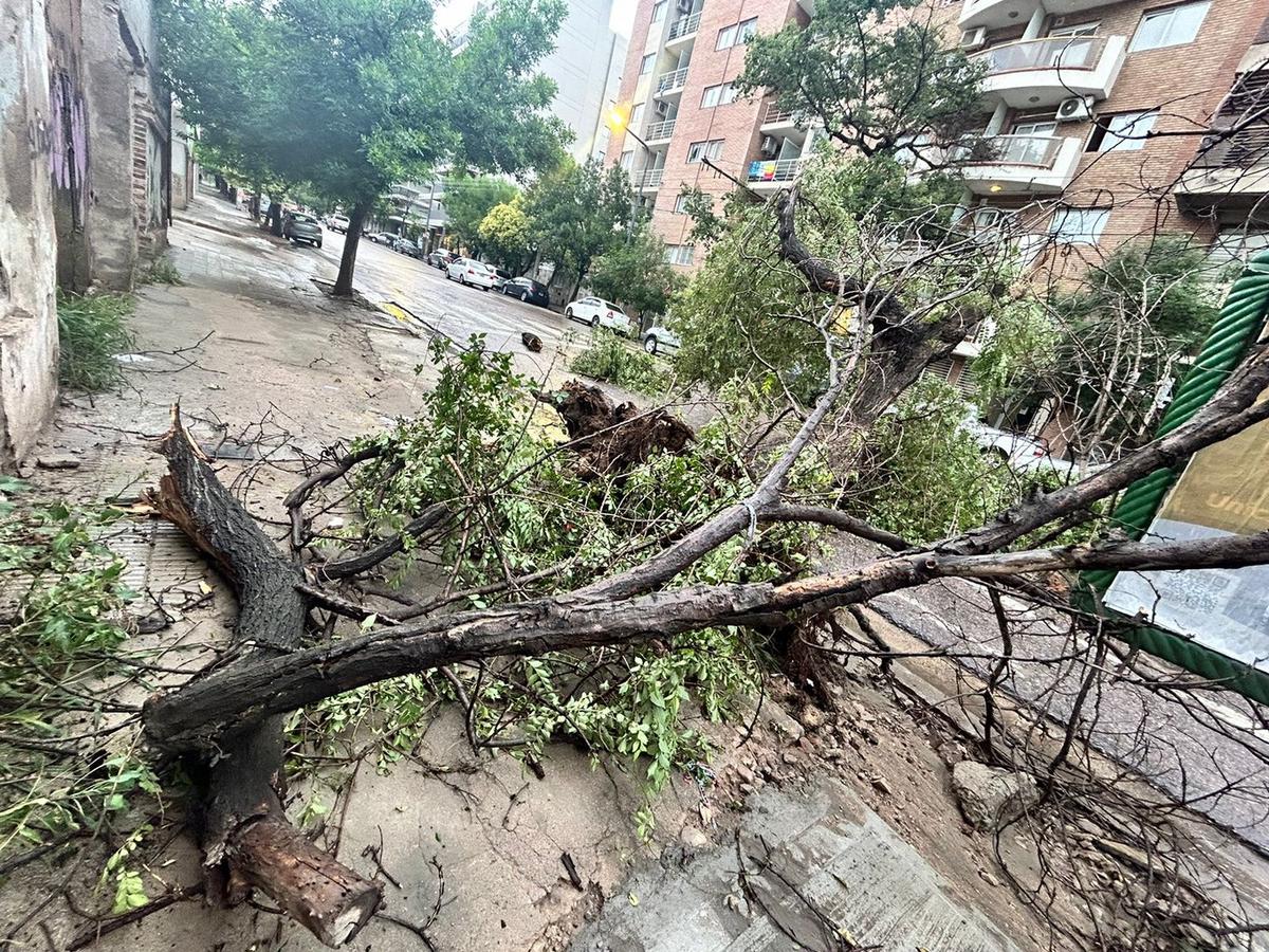 FOTO: La tormenta tiró un árbol en avenida Vélez Sarsfield