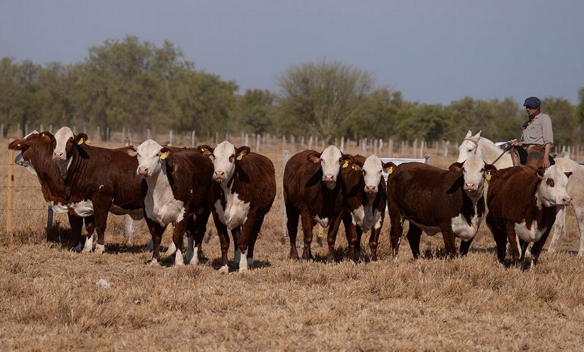Los Socavones, hembras criadas en la cabaña