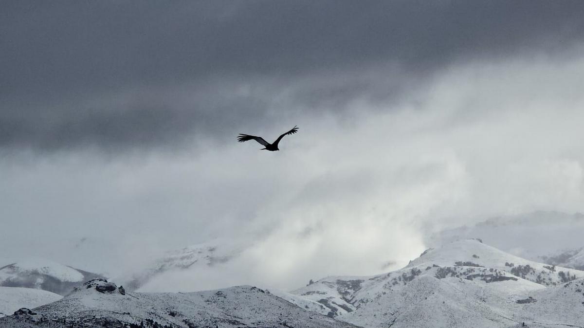 Una bandada de cóndores sorprendió en la costa del lago en Bariloche.