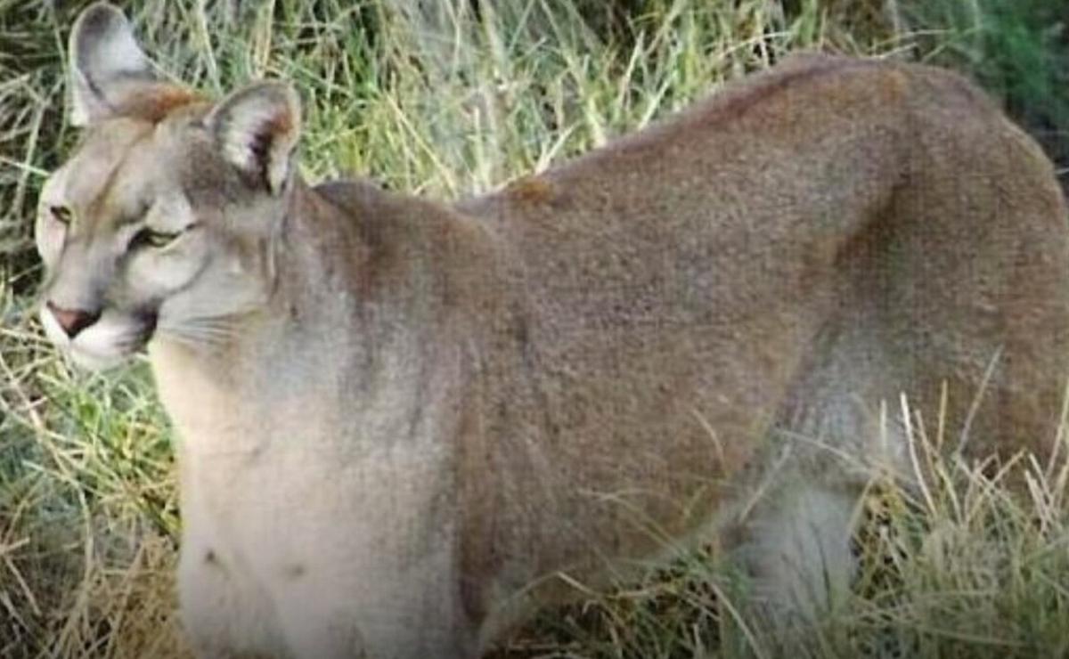 Alerta por la plaga de pumas.