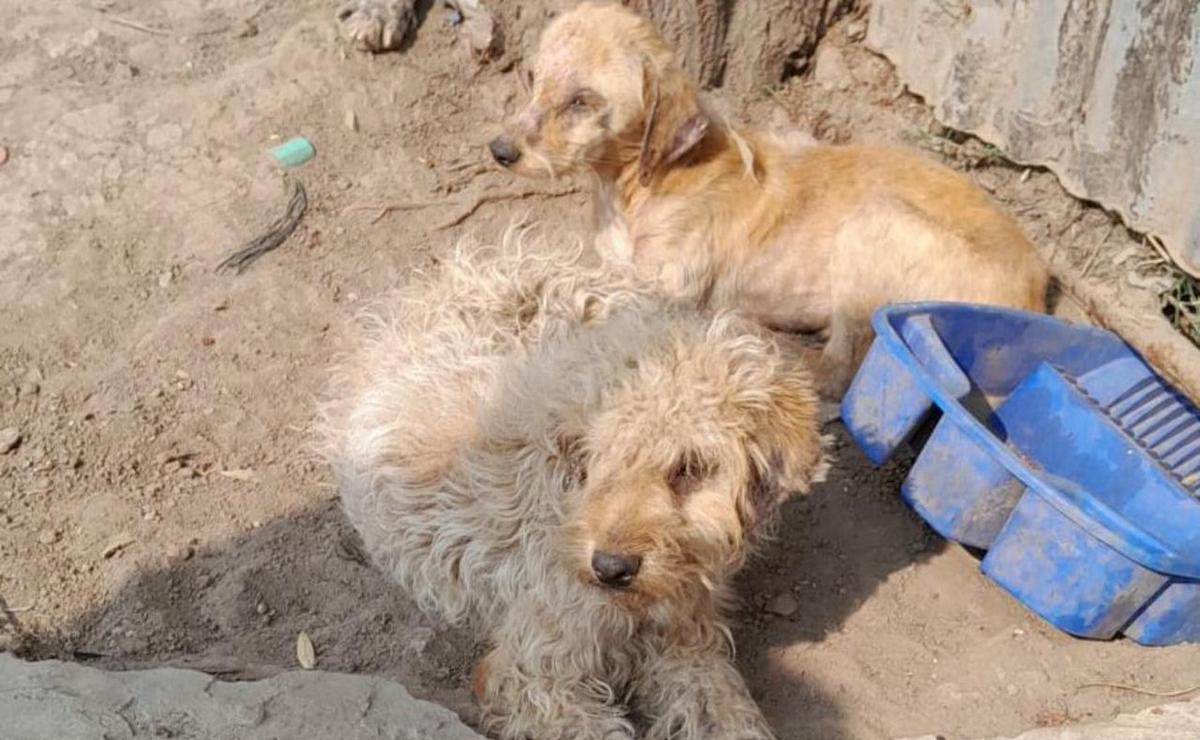 FOTO: Los animales serán atendidos y luego puestos en hogares de tránsito.