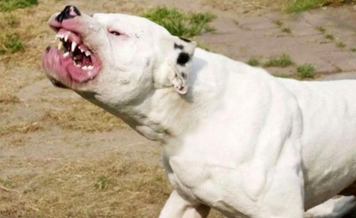 Perros potencialmente peligrosos.