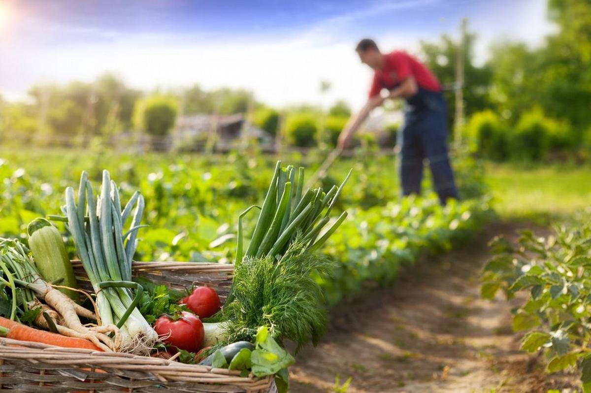 FOTO: Volver al origen. Lo orgánico requiere un manejo agronómico constante.