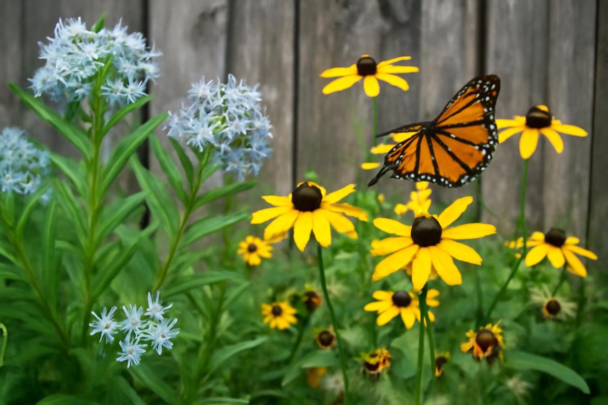 La importancia de las plantas nativas en el jardín