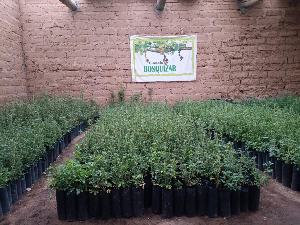 La Fundación Bosquizar apuesta a restaurar los ecosistemas nativos.