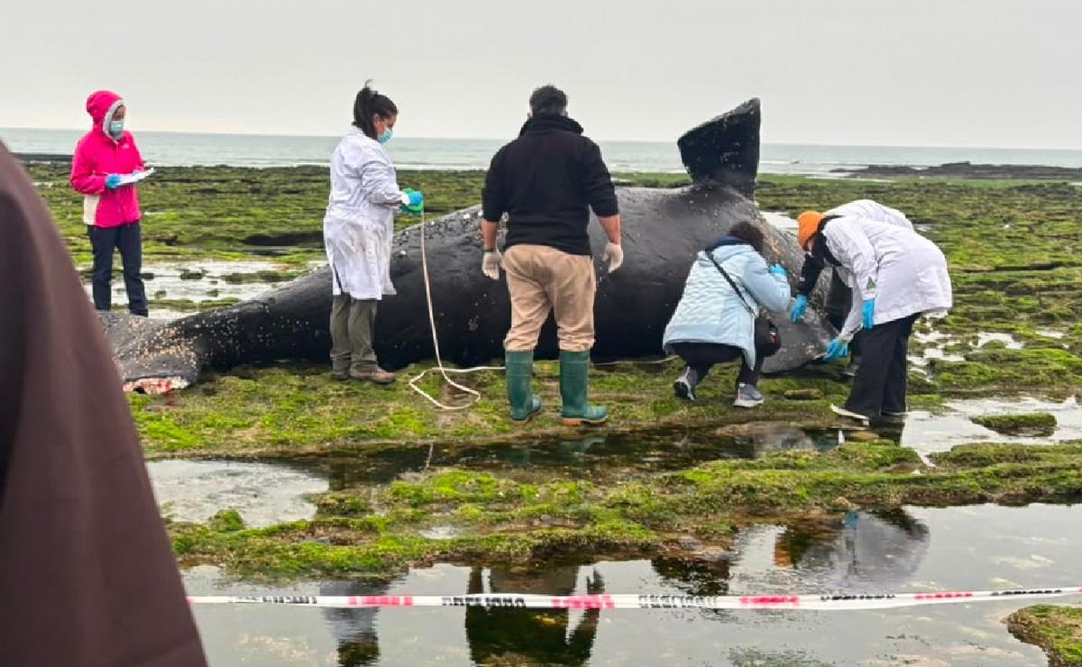 Operativo tras hallazgo de cría de ballena en Las Grutas.