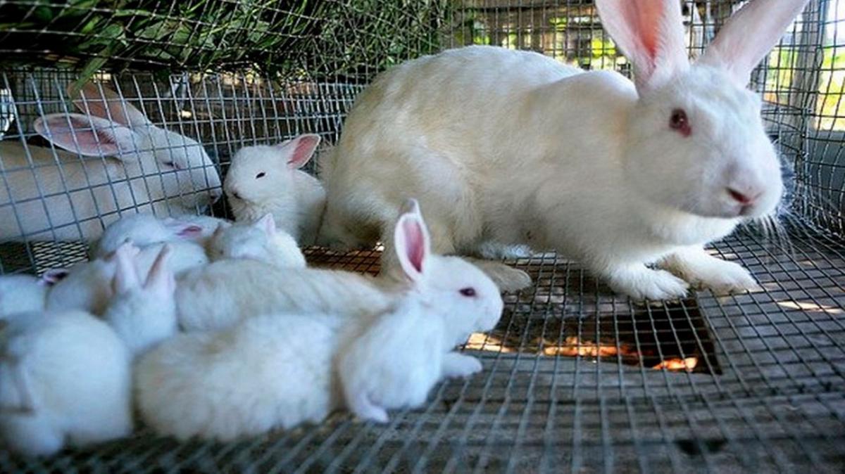La clienta se enojó por un producto que ingirieron las crías (foto ilustrativa).