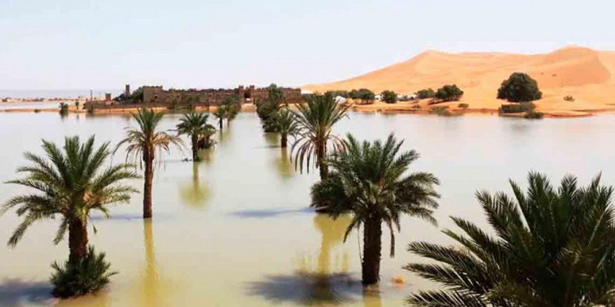 FOTO: El Sahara se transforma tras intensas lluvias