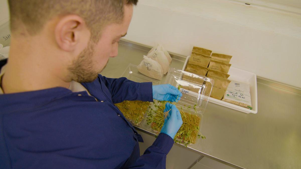 Las lluvias en exceso, afectaron la calidad de la semilla.