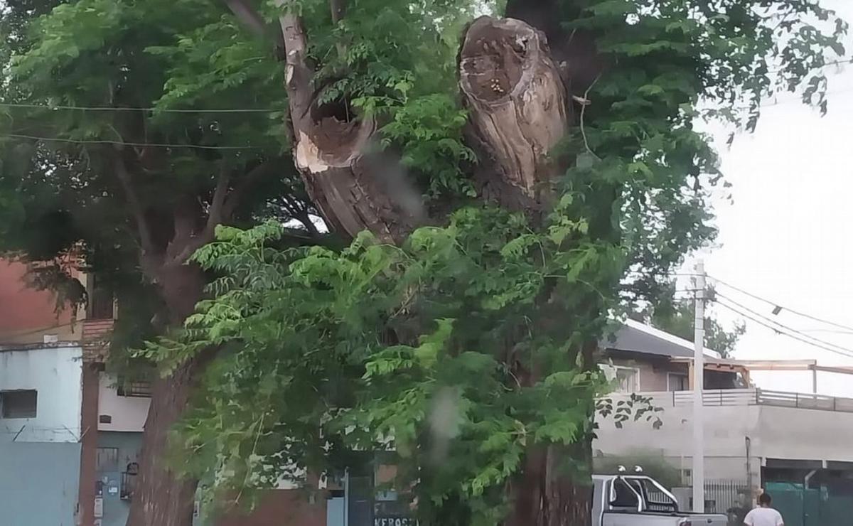 FOTO: El árbol en el que estaba en panal.