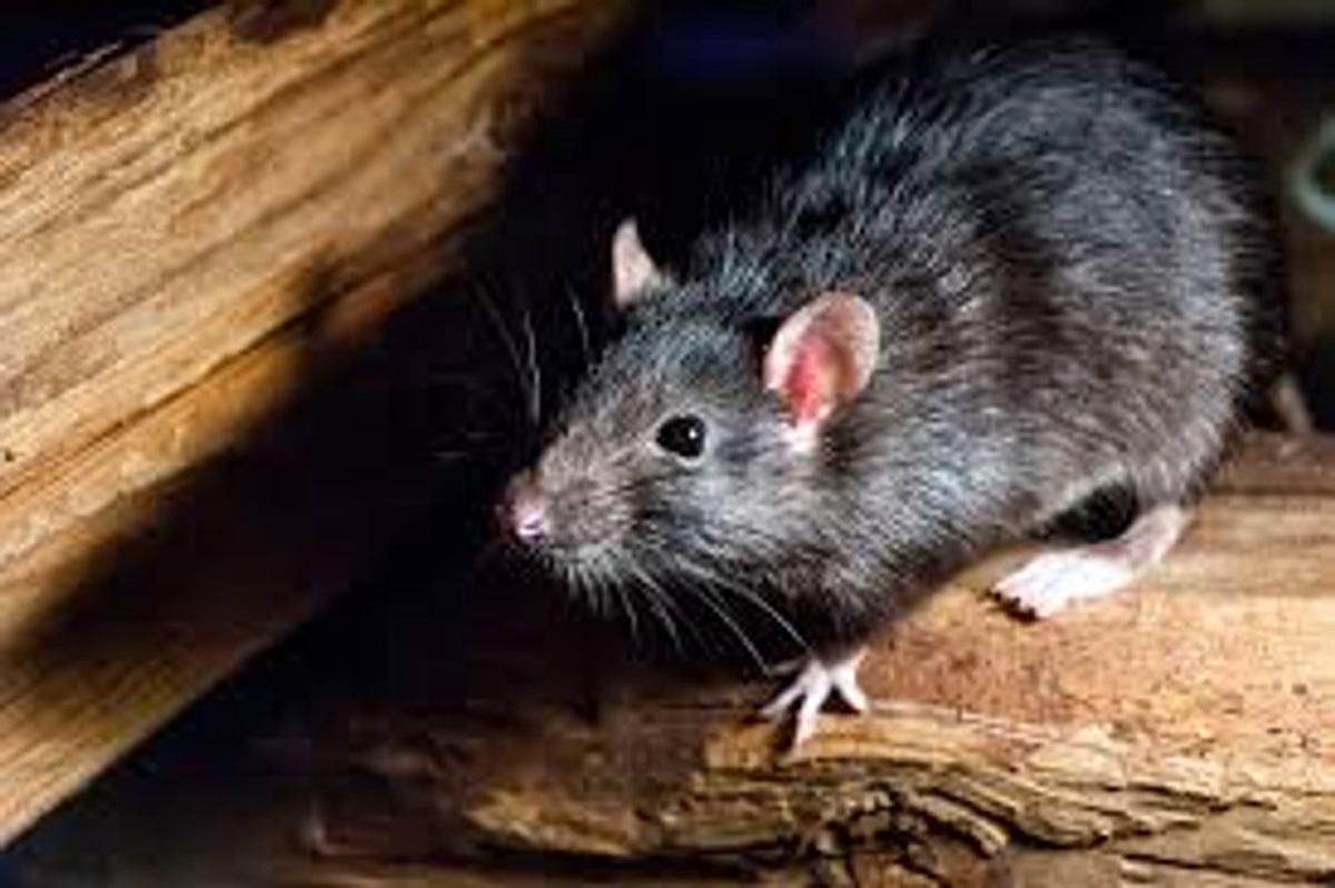 Nuevo caso de hantavirus en Bariloche: paciente internada en terapia intensiva