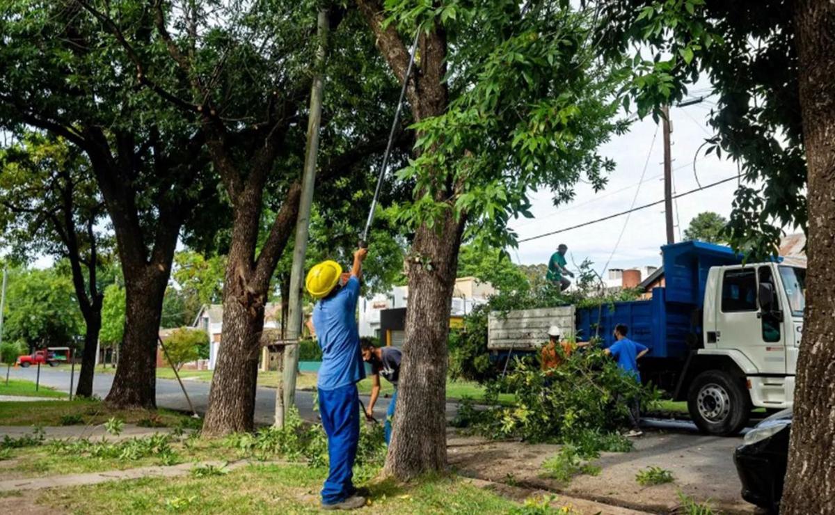 FOTO: reforestación en Rosario.